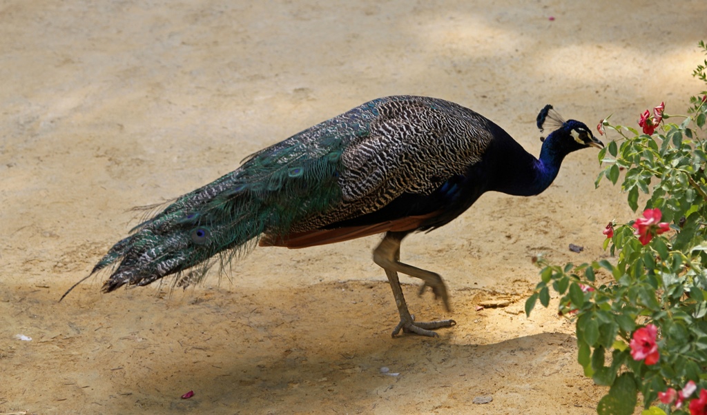 Peacock, Poets' Garden