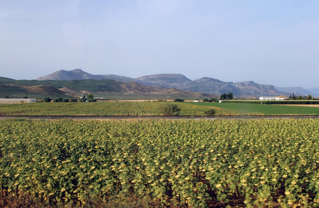 Sunflowers and Hills